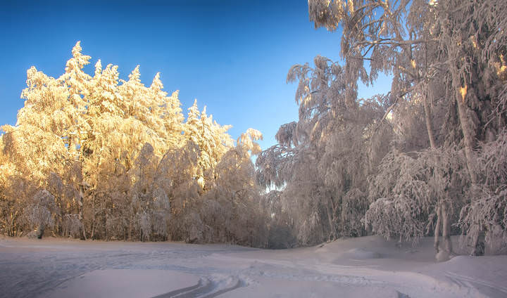 Солнечная поляна
