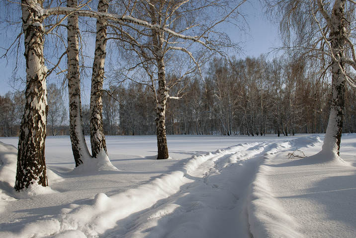 Берёзы