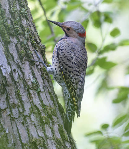 Northern flicker (female)