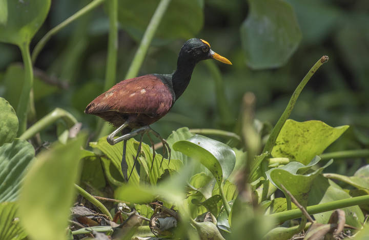 Northern Jacana