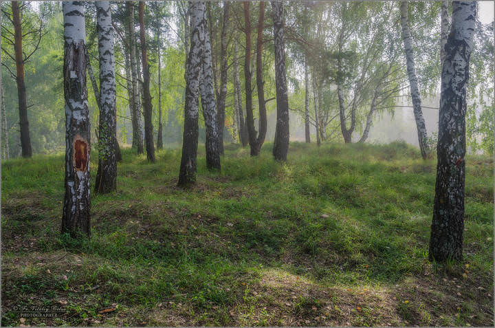 Берёзоньки