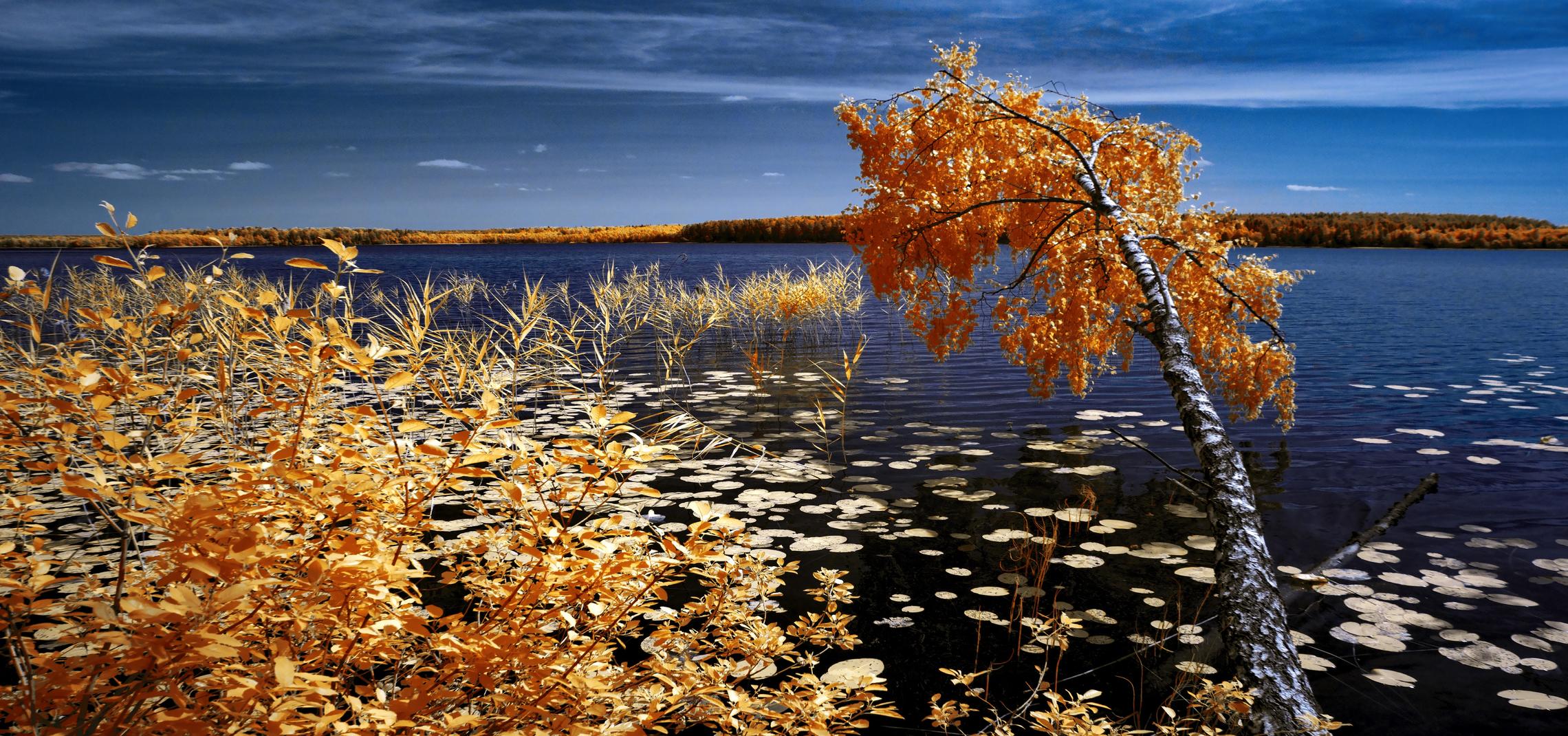 Летняя озерная. Инфракрасная фотография.