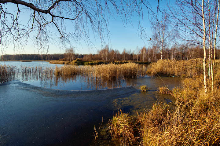 Перед закатом. Ноябрь в Лосином острове (2008)