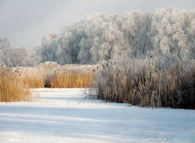 Зимняя зарисовка