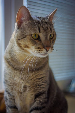 Котик мой