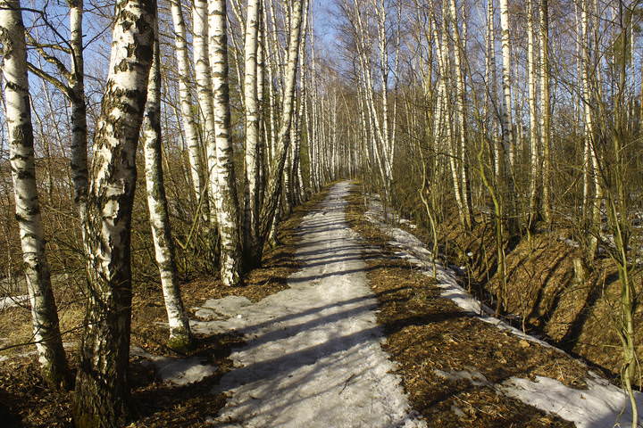 Берёзовая Аллея