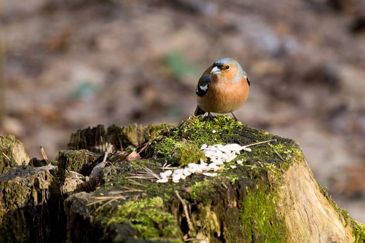 ANGRY BIRDS
