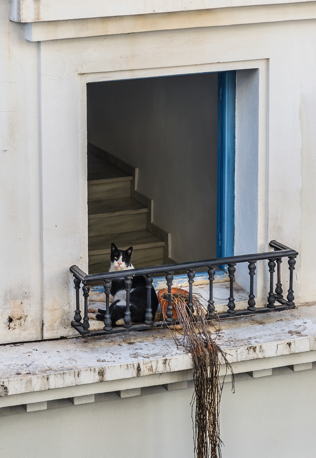 ФС А из нашего окошка - на чужом балконе кошка