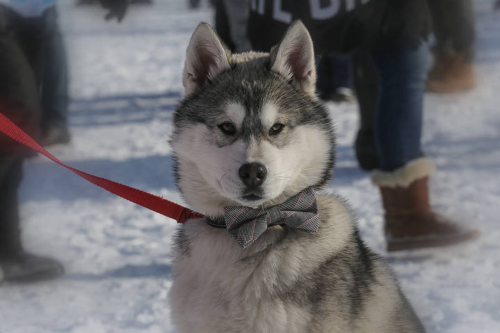 Манжерок. Собачьи гонки. 05-02-2017