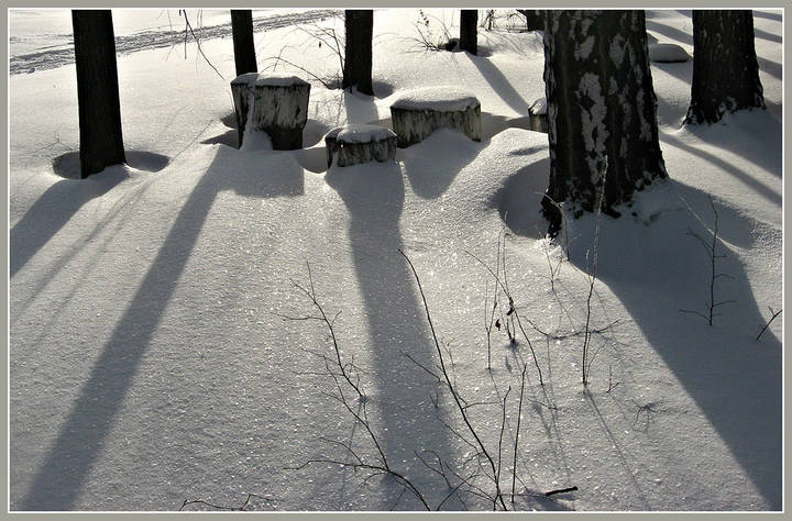 Пеньки в отпуске