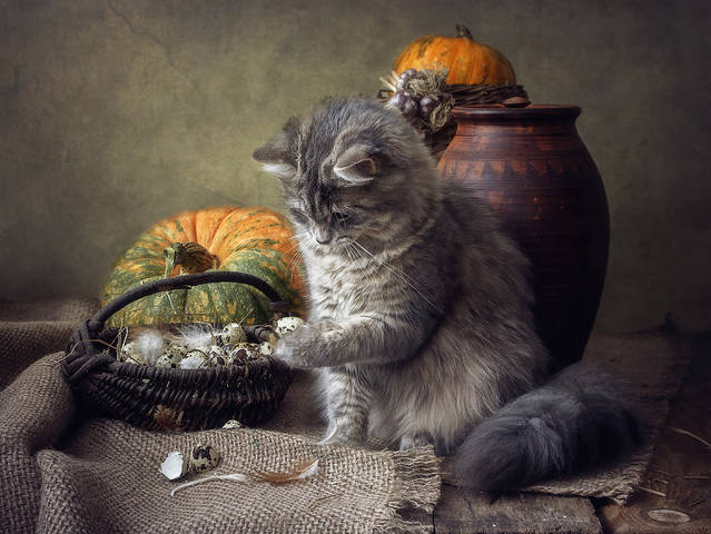 Специальные яйца для кошек