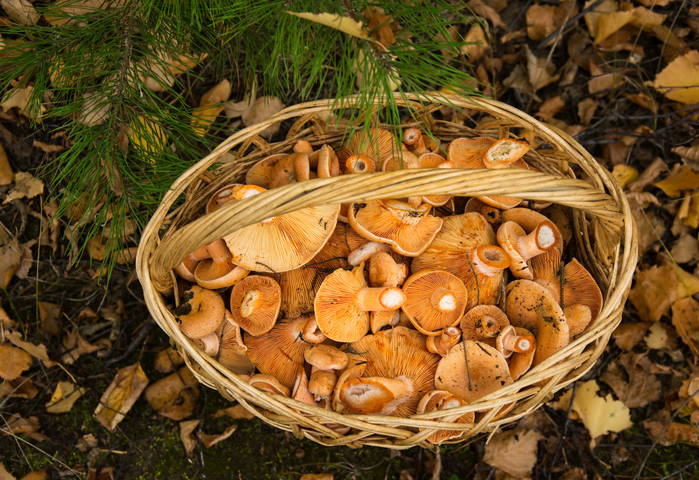 "My little yellow basket"