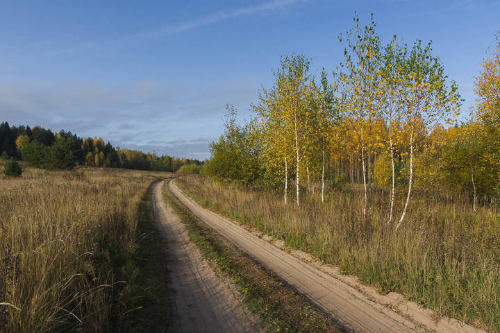 Березки у дороги