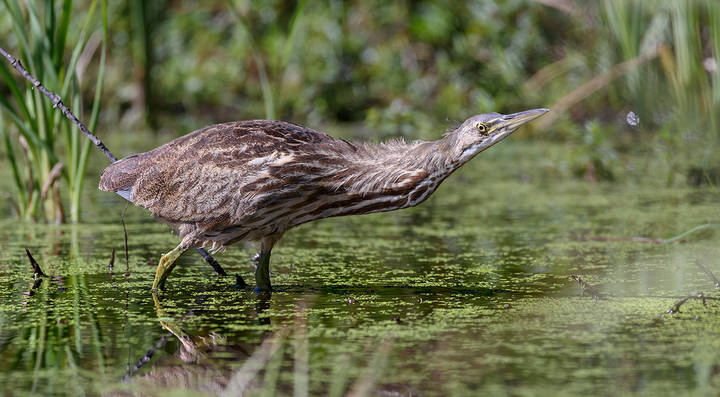 American Bittern