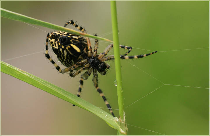 Spiders