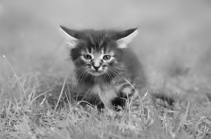 фс - котик в тумане