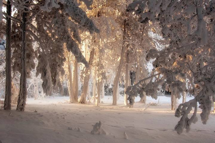 Снежные джунгли.