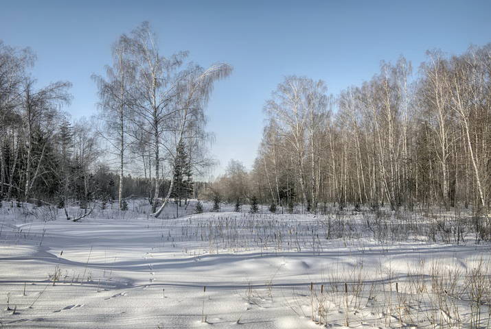 По заячьим следам