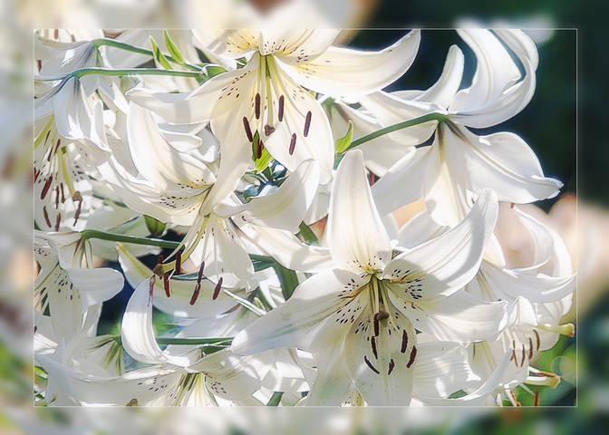 Lilium Tigrinum White Tiger