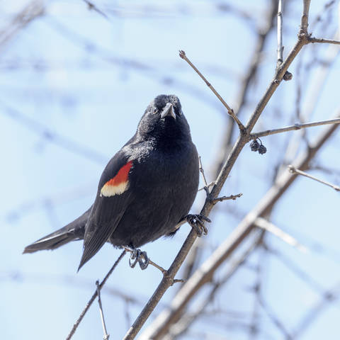 Red-winged Blackbird