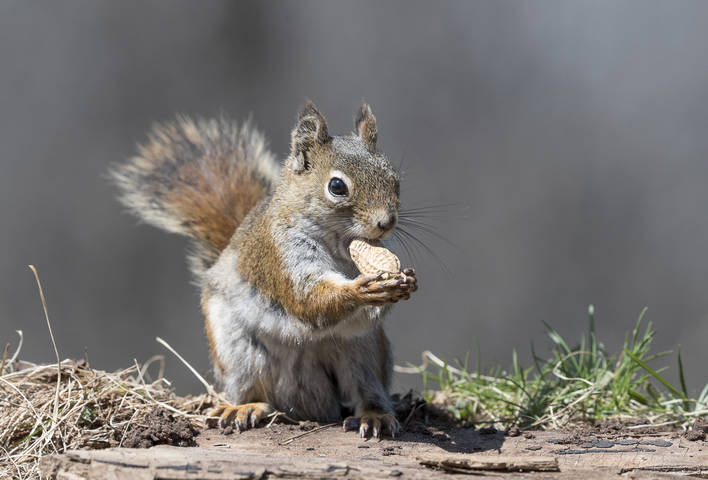 American red squirrel