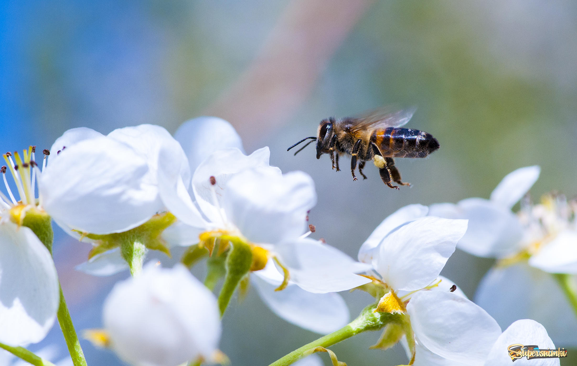 У пчел весной свои заботы