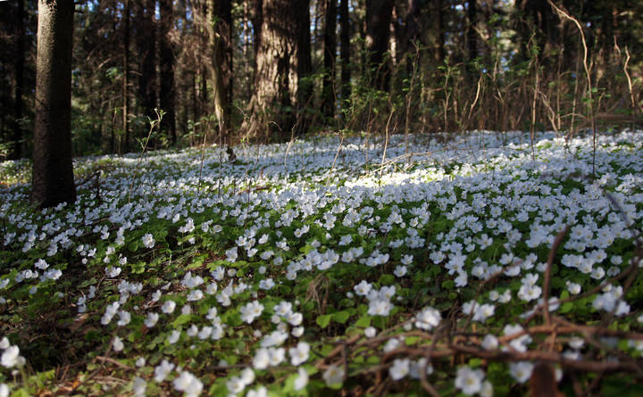Майский коврик