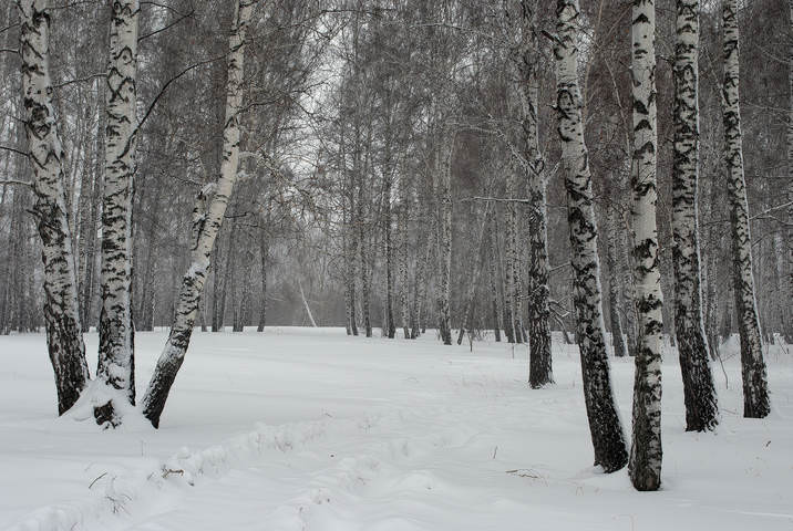 В лесу оснеженном