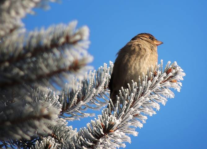 Серия "Хвойная фантазия"