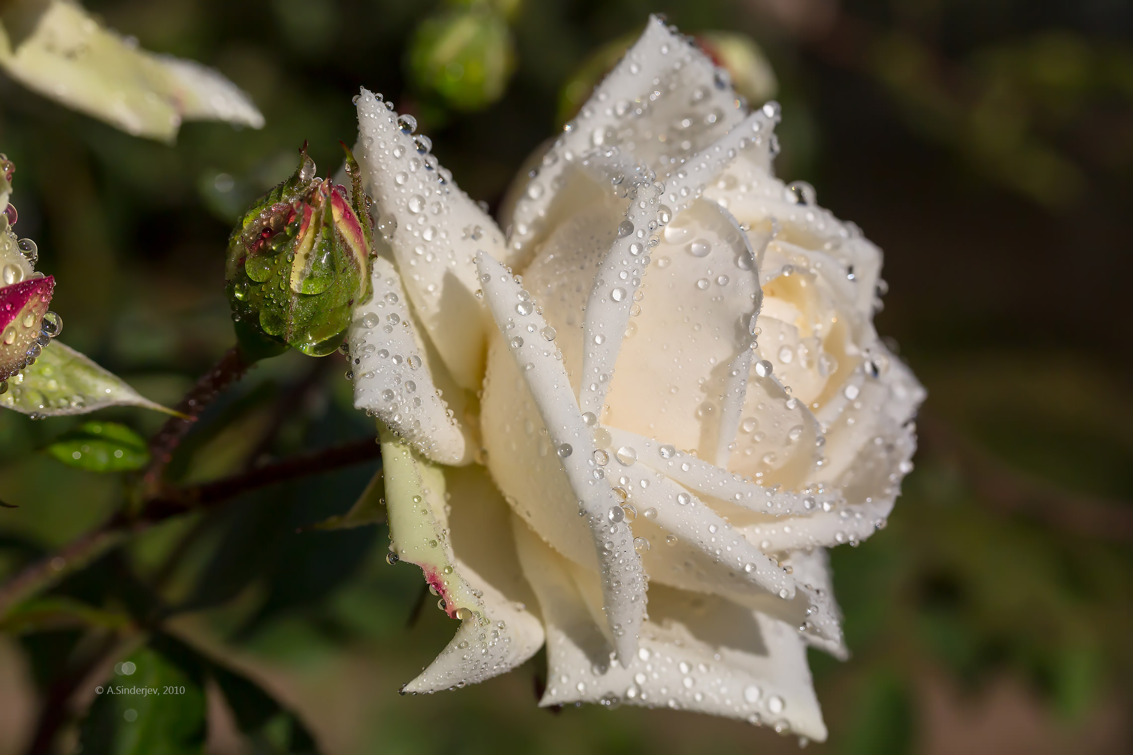 Белая роза Макросъемка
