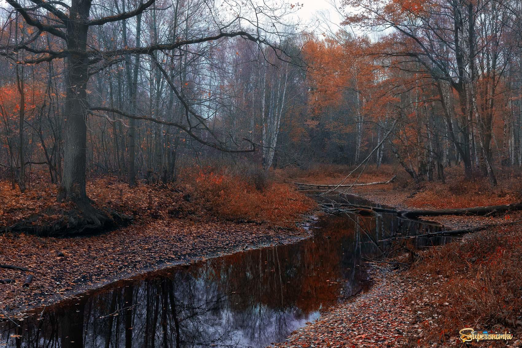 Картинки осень ноябрь. Дудергофский парк поздняя осень. Конец осени. Поздняя осень пейзаж. Ноябрь природа.