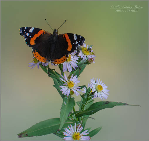 Vanessa atalanta