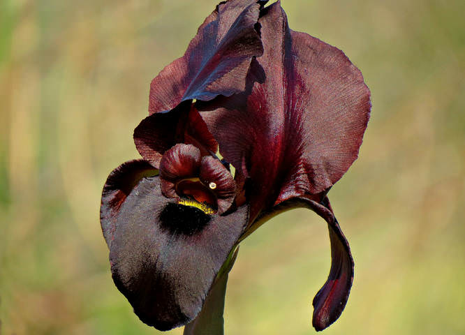 Ирис пурпурный (Irisatropurpurea)