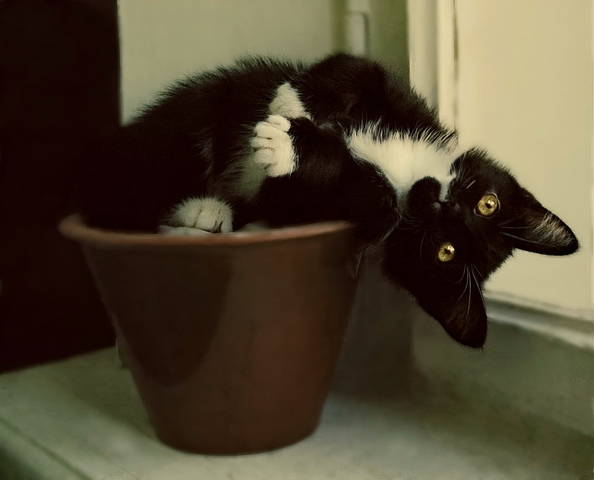 С ДНЁМ КОШЕК!