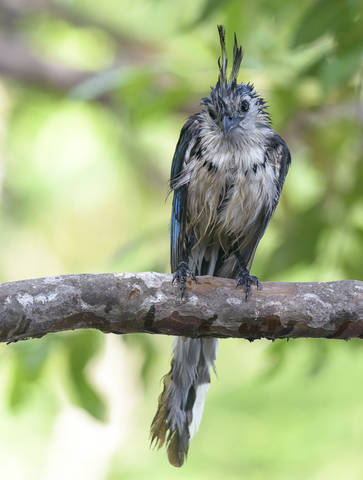 White-throated Magpie Jay