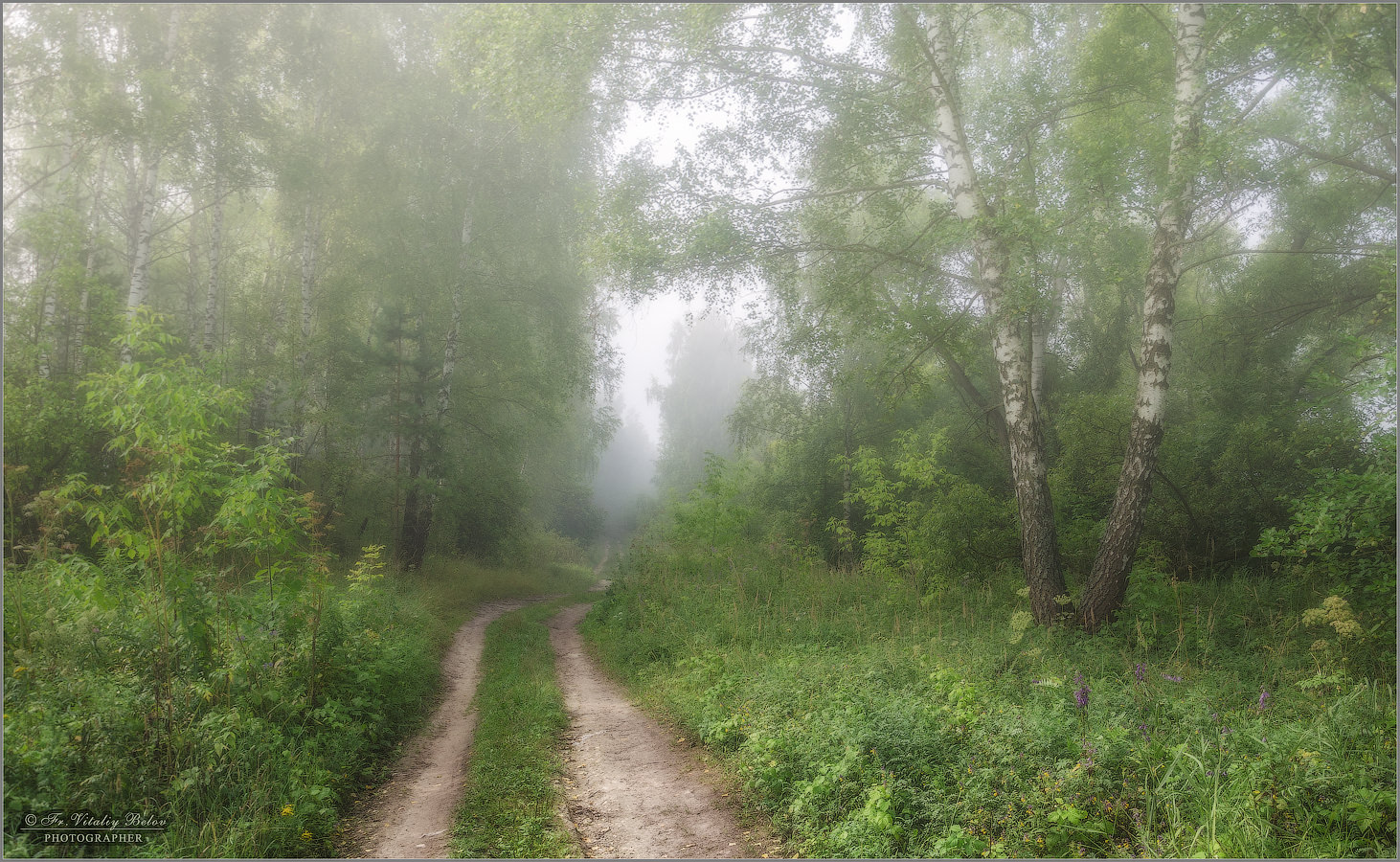 По дороге в лес, окутанный туманом