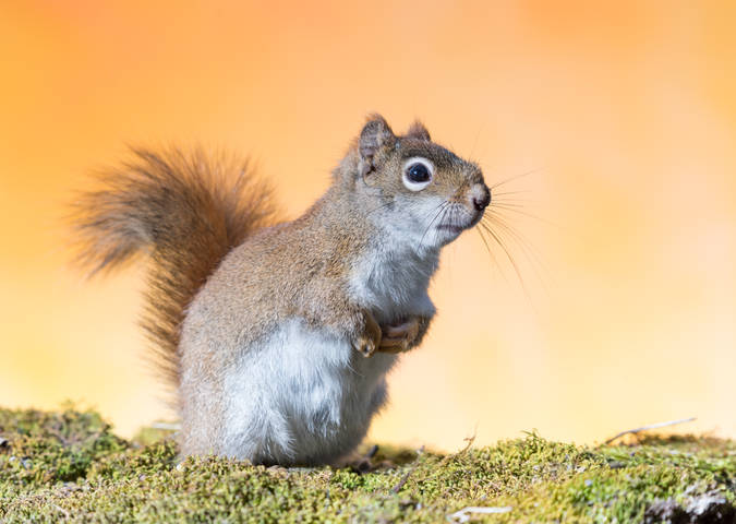 American red squirrel