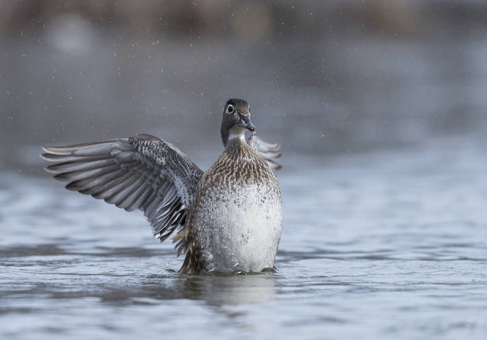 Wood duck (female)