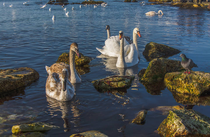 Органический мир Каспийского моря.