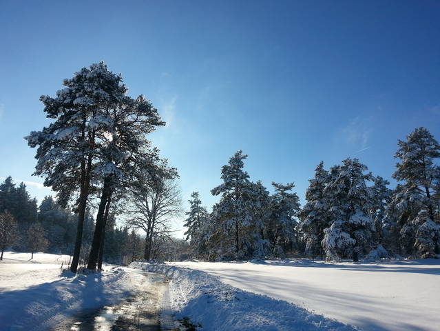 Зимняя природа.