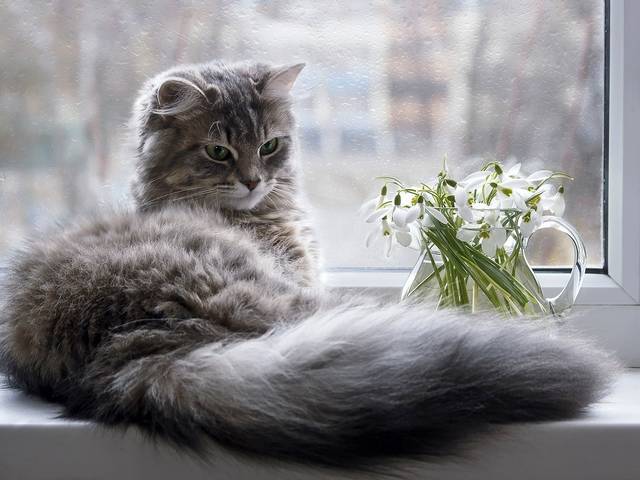 А за окном весна и.....дождь