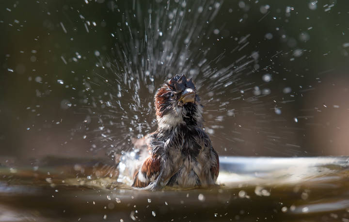 ~=Splash=~