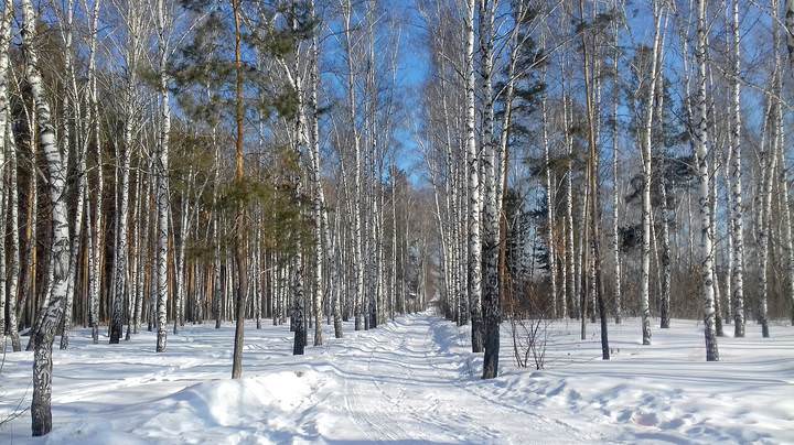 Берёзовая роща . Март .