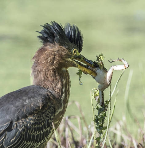 Green Heron