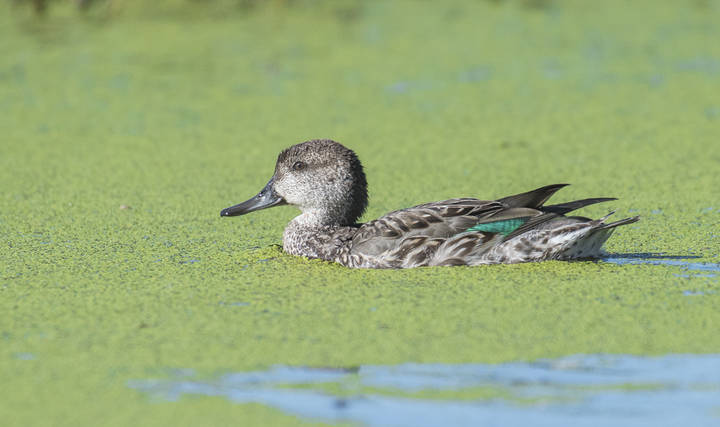 Green-winged teal-Зеленокрылый чирок