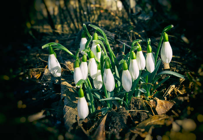 Дружная семья