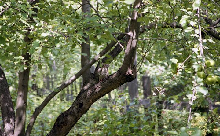 Кукушонок 2