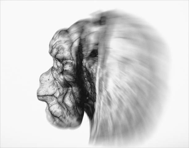 Homo sapiens