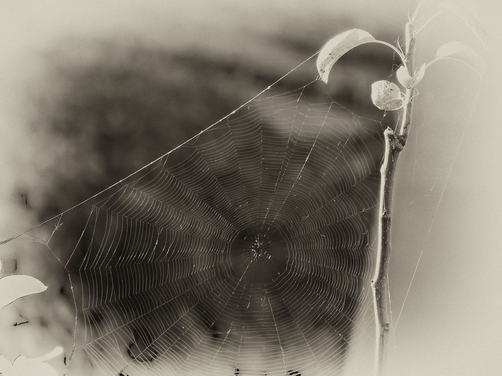 Паучьи сети