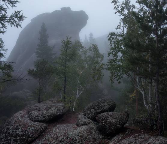 Жаба в тумане.